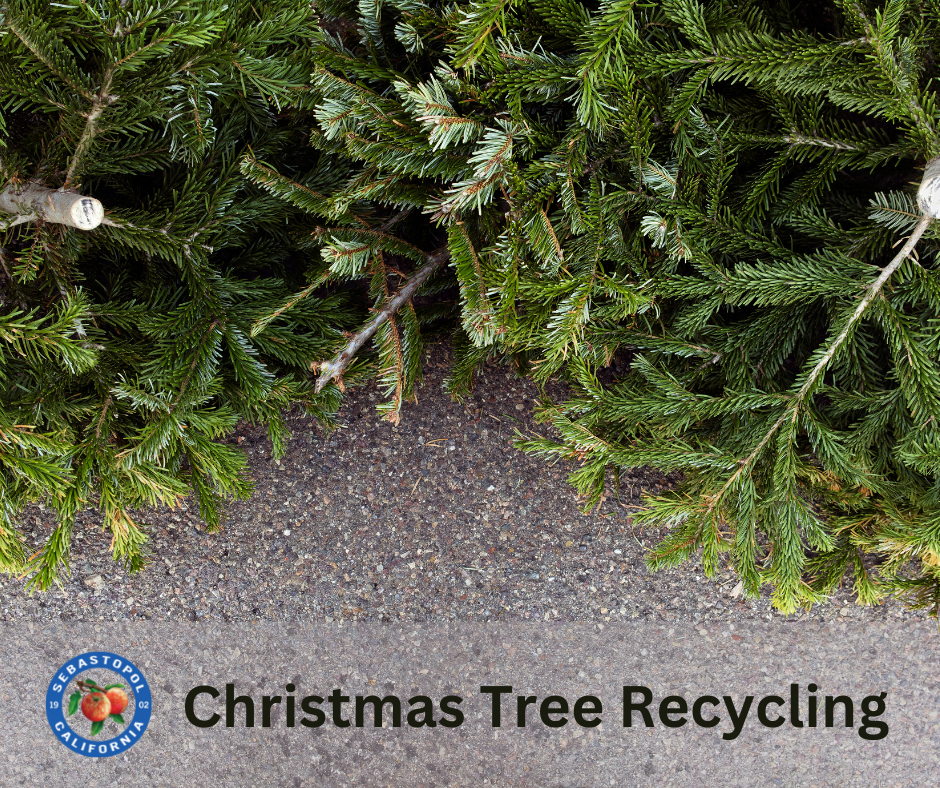12/30: Christmas Tree Recycling