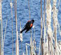 red_wing_black_bird_at_the_laguna.jpeg